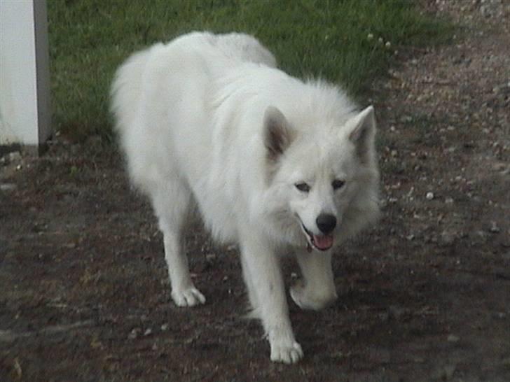 Samojedhund Bella - Bella min søde vuf                Foto: Susan billede 14