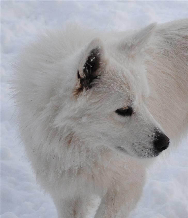Samojedhund Bella - Bella <3                                Foto: Susan billede 15