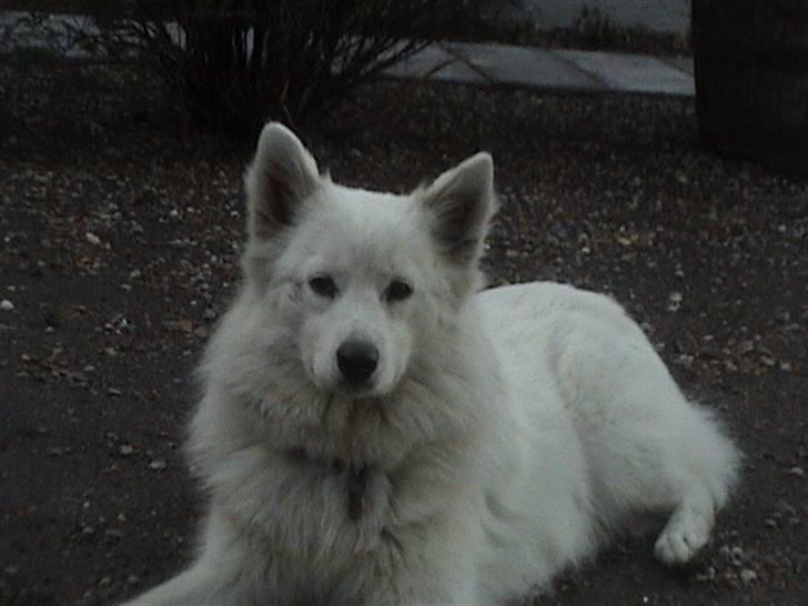 Samojedhund Bella - Bella slapper af <3               Foto: Susan billede 16