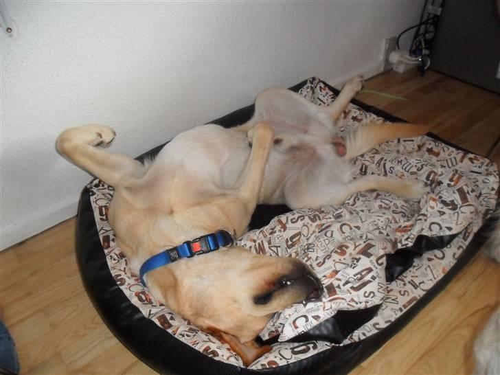 Labrador retriever Chester - Sover jeg underligt? Hvorfor synes du det? billede 2