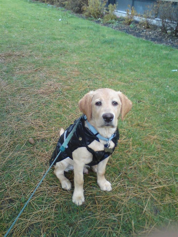 Labrador retriever Chester - Hvorfor skal jeg sidde her mor? Det er altså vildt sjovt at løbe rundt i regnevejret med min regnjakke :) billede 4