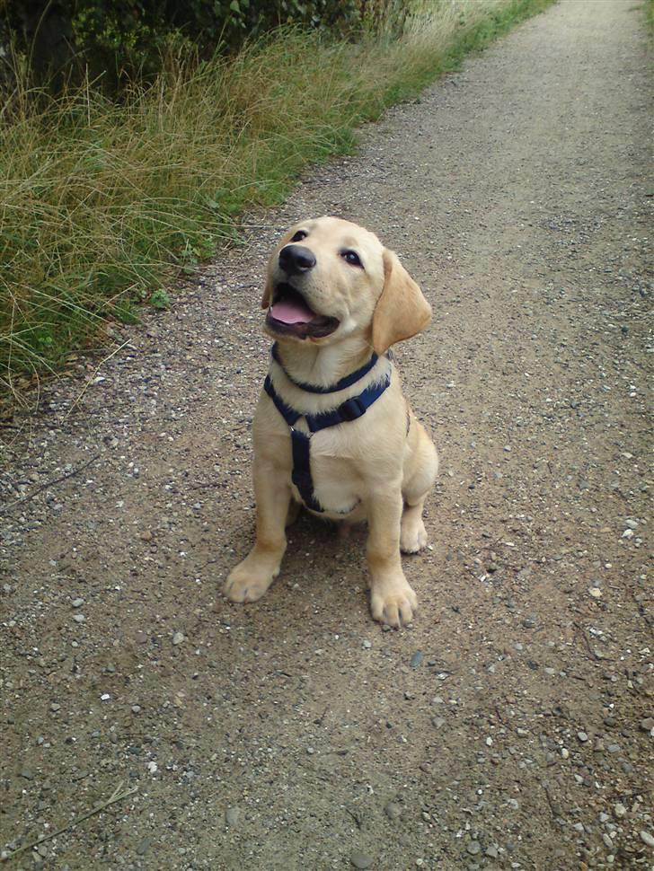 Labrador retriever Chester - Hvad ville du far? billede 5