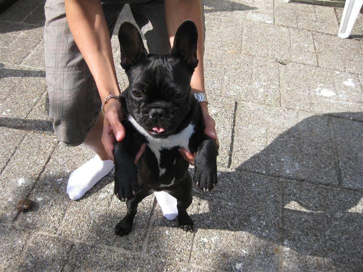Fransk bulldog Daisy billede 15