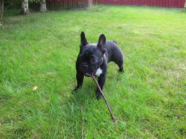 Fransk bulldog Daisy billede 16
