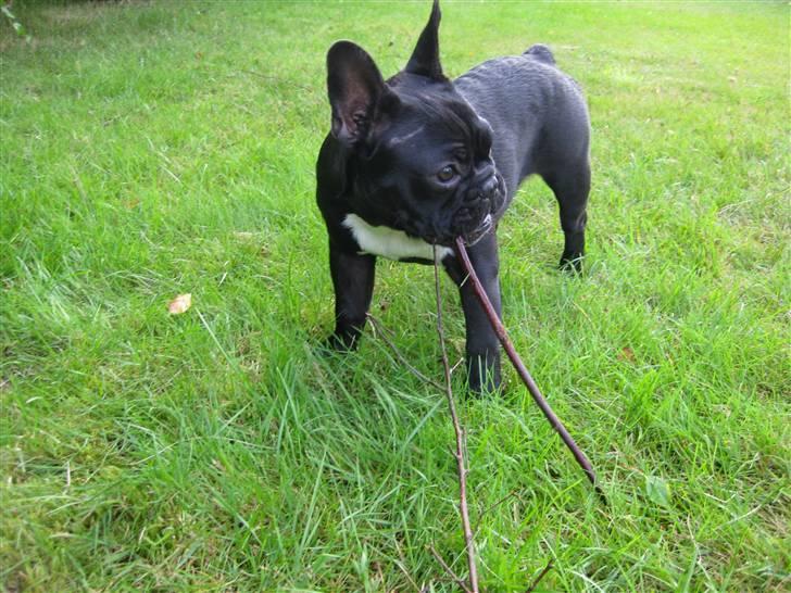 Fransk bulldog Daisy billede 17
