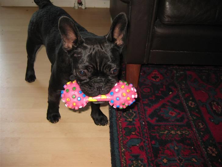 Fransk bulldog Daisy billede 18