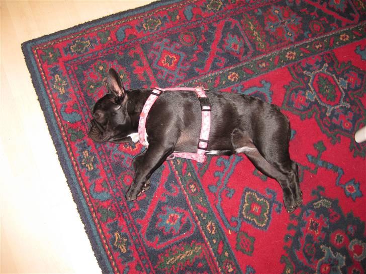 Fransk bulldog Daisy billede 19