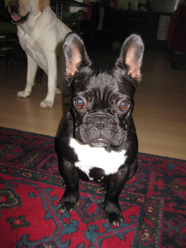 Fransk bulldog Daisy billede 20