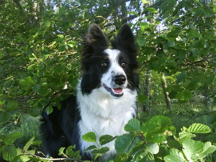 Border collie Celine - celine i skoven billede 16
