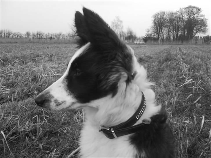 Border collie Celine - uuh den flotte billede 17