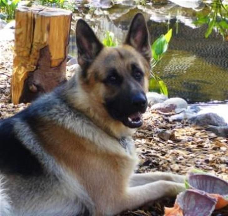 Schæferhund Largo - Sidder lige og hyggger.. :)  billede 1