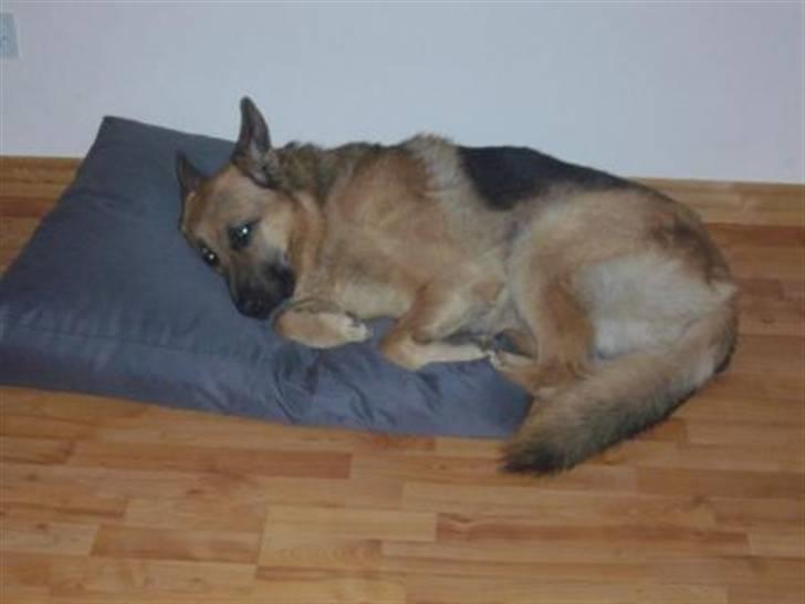 Schæferhund Largo - åh ha.. den er for lille den her pude man kan da ikke ligge ordentligt..  billede 2