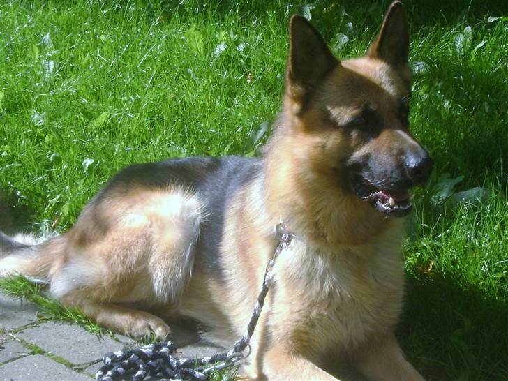 Schæferhund Largo - Hvor er hun henne..???? hun sagde jeg skulle blive liggende. Foto: min emokid <33 billede 3