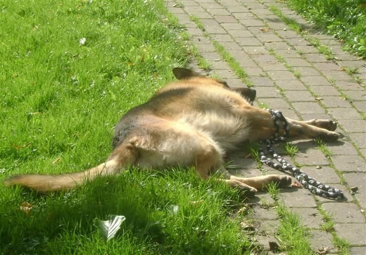 Schæferhund Largo - Jeg skal spille død.. ja så kan jeg lige så godt slappe af imens.. Foto: min emokid <33 billede 4