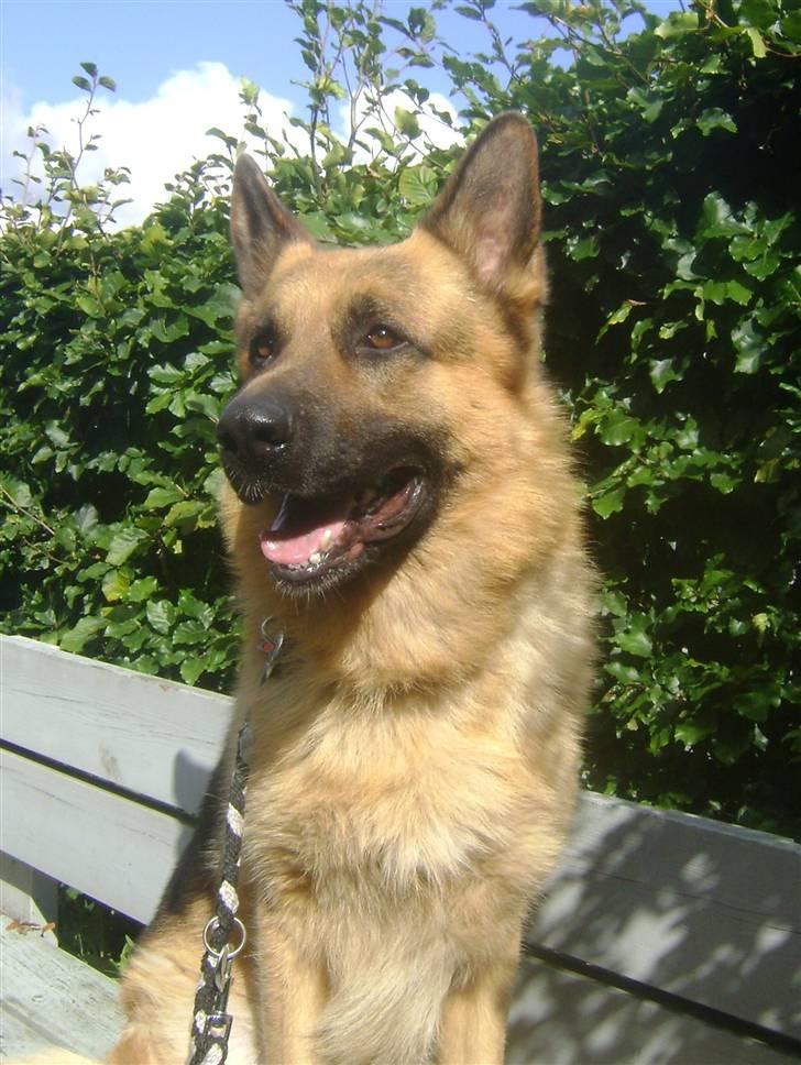 Schæferhund Largo - Min by..!!! her på bænken kan jeg sidde og være kongelig.. foto: min emokid <33 billede 5