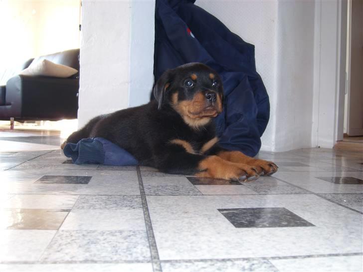 Rottweiler Zita Elvira Andersen - Første dag i køkkenet billede 1