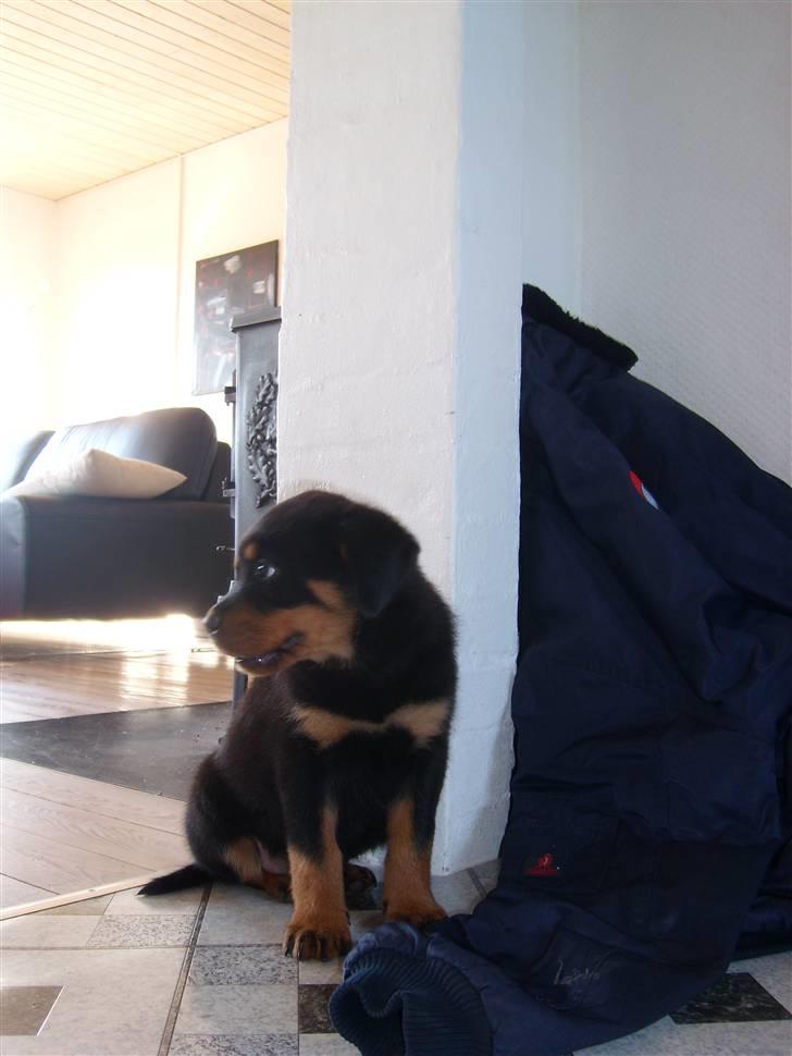 Rottweiler Zita Elvira Andersen billede 2