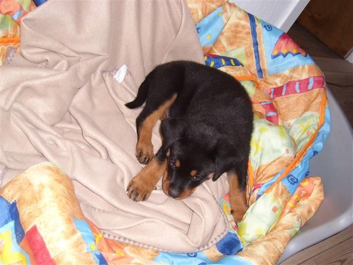 Rottweiler Zita Elvira Andersen - Min store seng billede 4