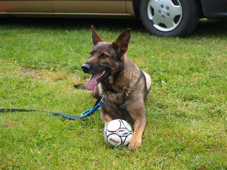 Schæferhund Dj'appes Ippe R.I.P. billede 15