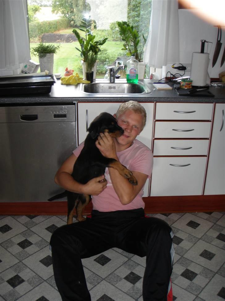 Rottweiler Zita Elvira Andersen - Er næsten højere end far billede 5