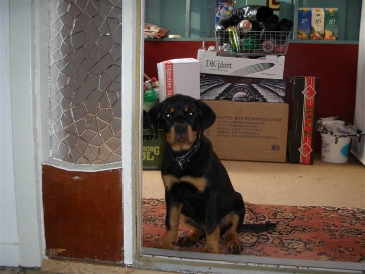 Rottweiler Zita Elvira Andersen - Det er mig der er dørmand  billede 6