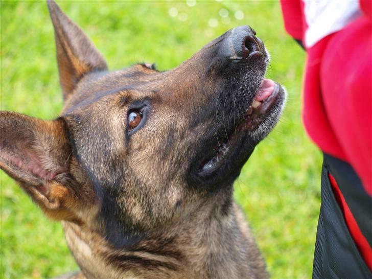 Schæferhund Dj'appes Ippe R.I.P. billede 16