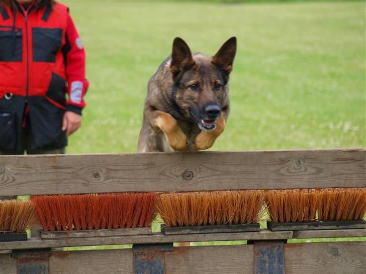 Schæferhund Dj'appes Ippe R.I.P. billede 17