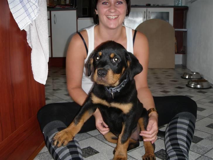 Rottweiler Zita Elvira Andersen billede 9