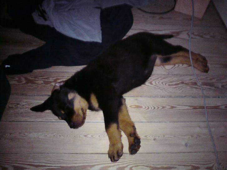 Rottweiler Zita Elvira Andersen - Det er hårdt at være i vokse alderen billede 11