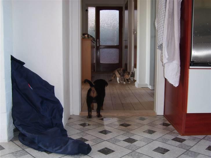 Rottweiler Zita Elvira Andersen - Hov hov jeg har set dig billede 12