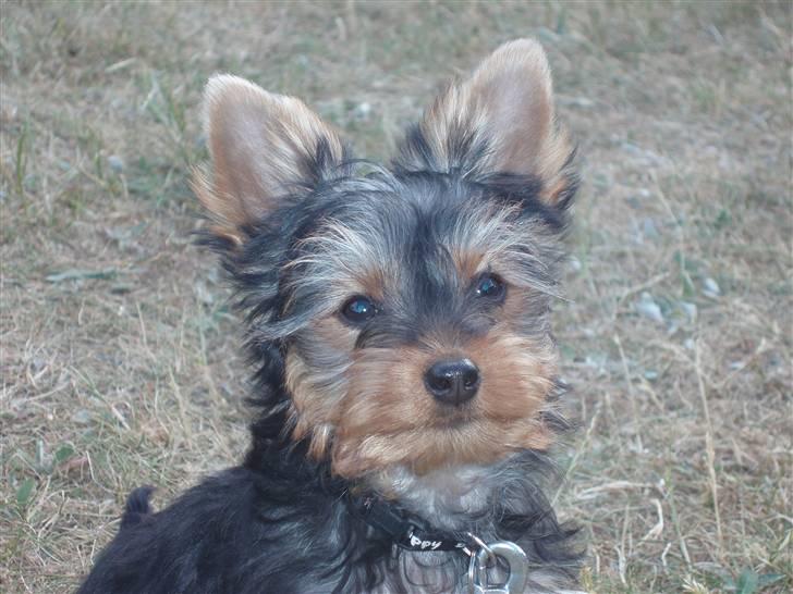 Yorkshire terrier Bibiana, kaldet BIBI - Bibi i haven billede 1
