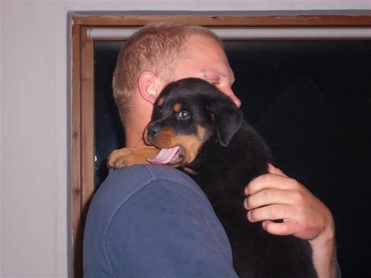 Rottweiler Zita Elvira Andersen - I skulle bare vide hvor hårdt det er selv at gå billede 13