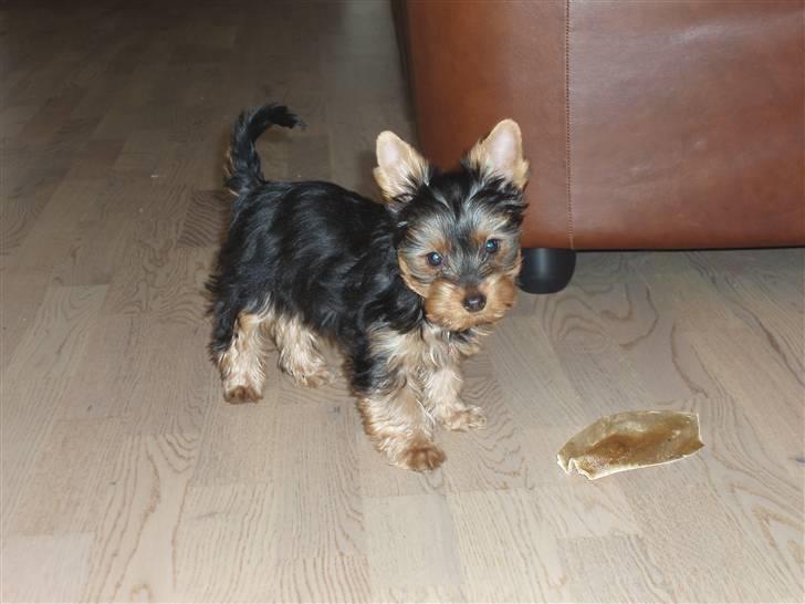 Yorkshire terrier Bibiana, kaldet BIBI - Bibi leger billede 2