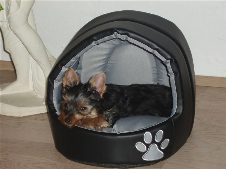 Yorkshire terrier Bibiana, kaldet BIBI - Tid til en lille lur billede 3