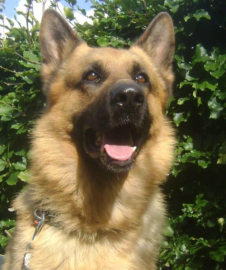 Schæferhund Largo - muhahahahaaa. foto: min emokid <33  billede 6