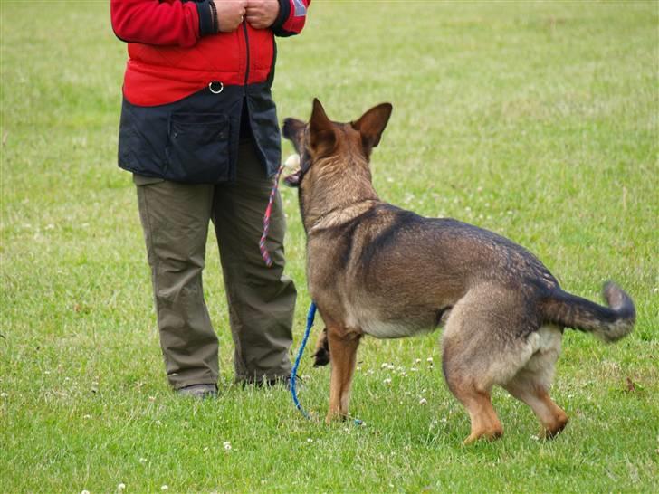 Schæferhund Dj'appes Ippe R.I.P. billede 18