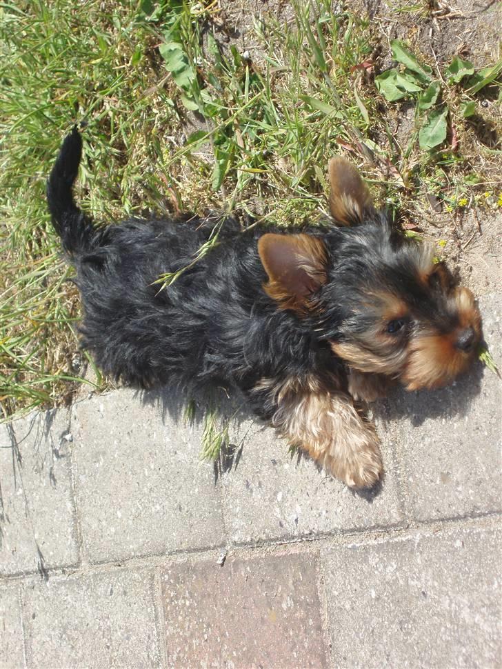 Yorkshire terrier Bibiana, kaldet BIBI - Elsker at tumle i græsset billede 4