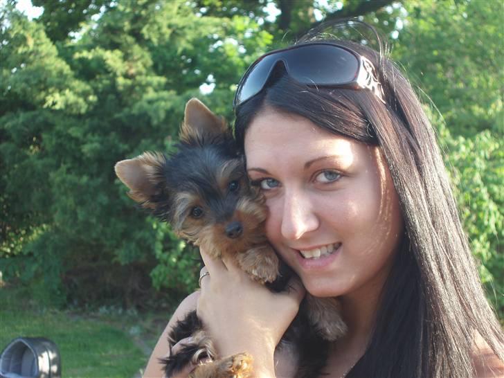 Yorkshire terrier Bibiana, kaldet BIBI - Her er jeg med min søster Maria billede 5