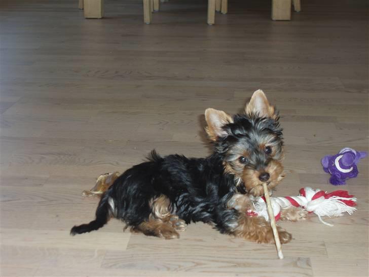 Yorkshire terrier Bibiana, kaldet BIBI - At lege er min hovedbeskæftigelse billede 6
