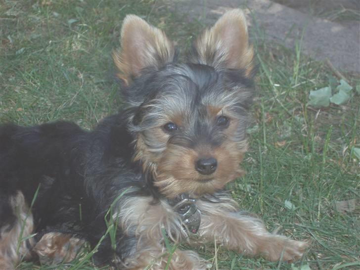 Yorkshire terrier Bibiana, kaldet BIBI - Græsset er bare lækkert billede 7