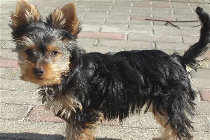 Yorkshire terrier Bibiana, kaldet BIBI - En ny stjerne er født billede 8