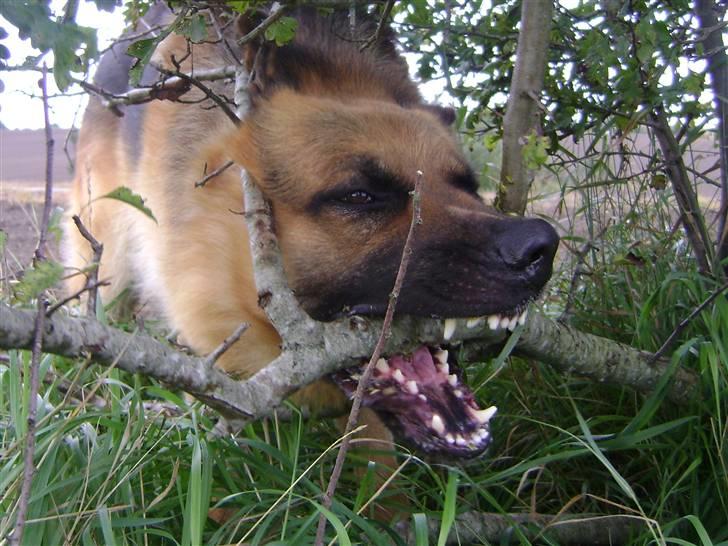 Schæferhund Largo - en gren JAAA!!!! engang flyttede jeg en gren der var fire meter lang og var på tykkelse med en voksen mands arm.. :) foto: min emokid<33 billede 7