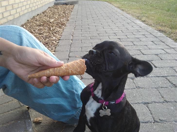 Fransk bulldog Mitzy er solgt - uhmm.. is :) billede 11