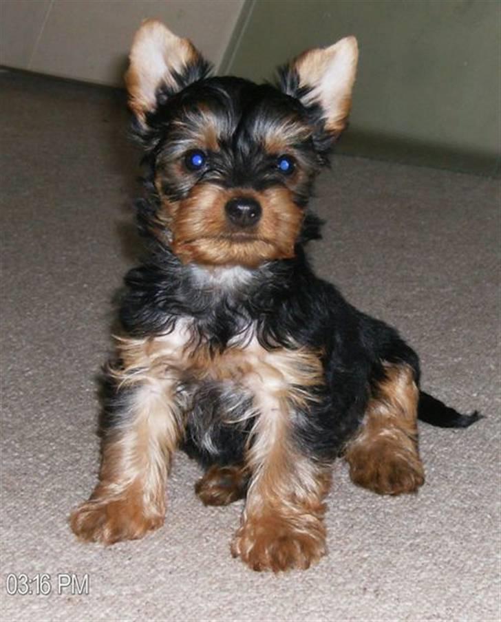 Yorkshire terrier Bibiana, kaldet BIBI - Alt for lækker billede 9