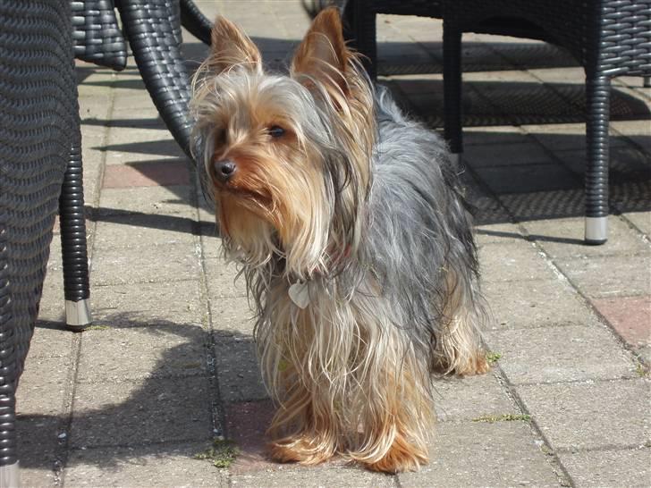 Yorkshire terrier Bibiana, kaldet BIBI - Nyder sommeren billede 10