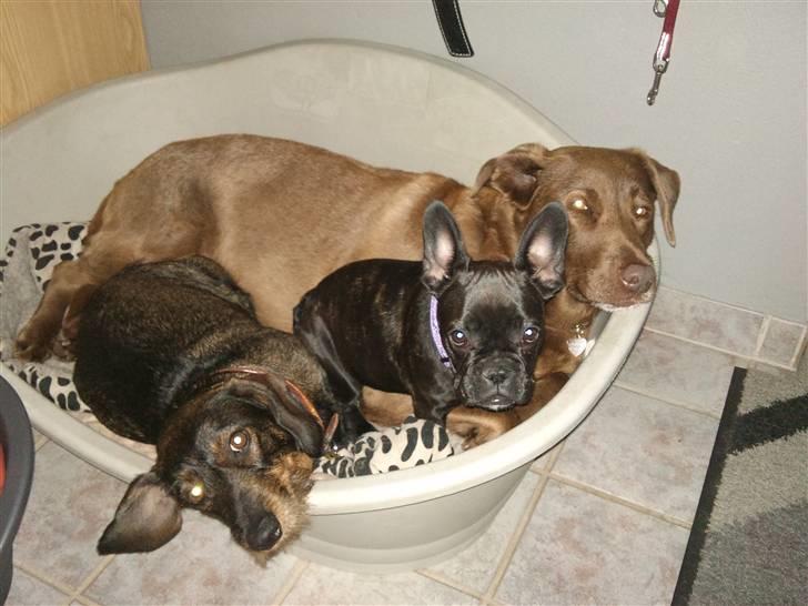 Fransk bulldog Mitzy er solgt - her hygger jeg sammen med Qlaire og Freja billede 12