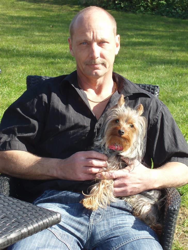 Yorkshire terrier Bibiana, kaldet BIBI - Slapper af sammen med min far Kurt billede 11