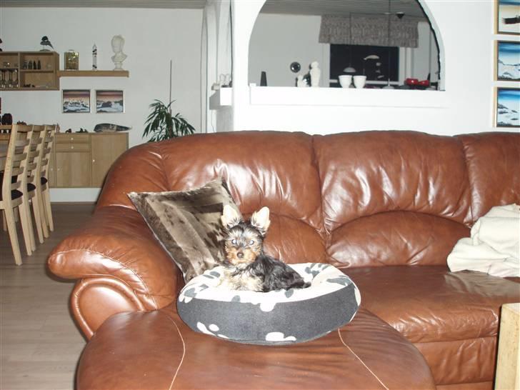 Yorkshire terrier Bibiana, kaldet BIBI - Her er det mig der bestemmer billede 12