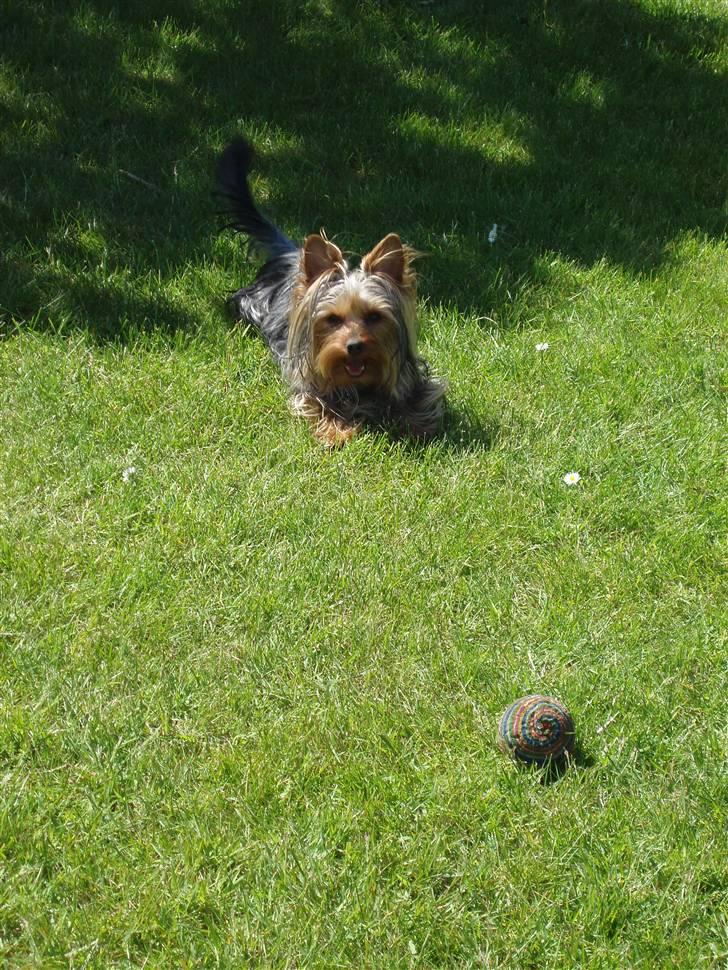 Yorkshire terrier Bibiana, kaldet BIBI - Jeg har en masse bolde, som jeg elsker at smide op i luften og skubbe afsted.... billede 13