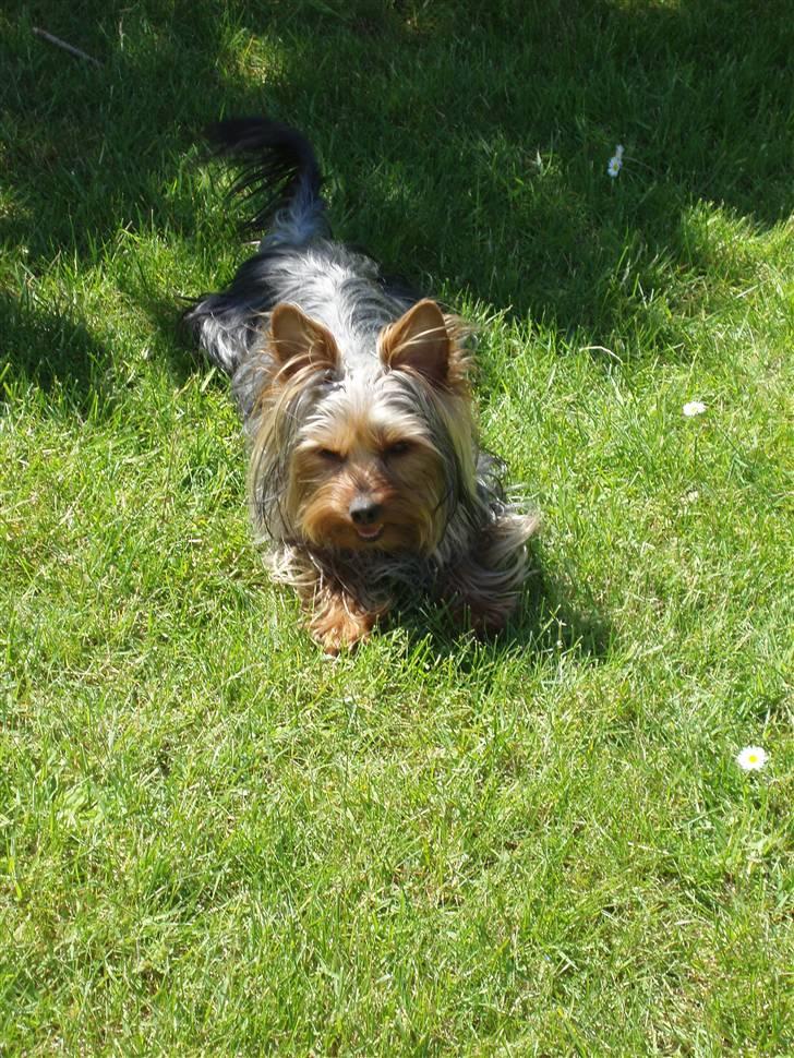 Yorkshire terrier Bibiana, kaldet BIBI - En stille slapper i varmen billede 14